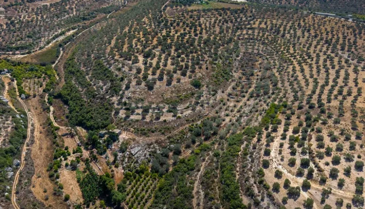 تتوقع وزارة الزراعة إنتاج نحو 955 ألف طن من الزيتون خلال الموسم الحالي، مع 90.7 مليون شجرة مثمرة، وتصدر حلب المساحات المزروعة بالزيتون.