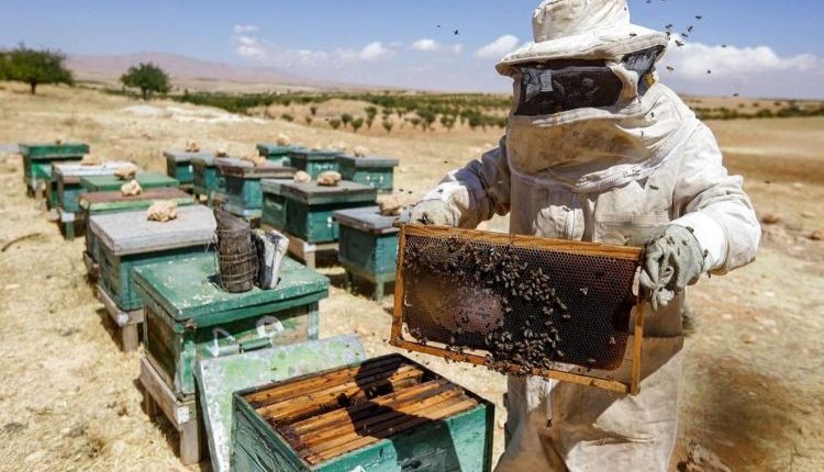 تربية النحل في سوريا تتراجع.. نصف الخلايا اختفى والمربون يواجهون كلفة الإنتاج والتسويق