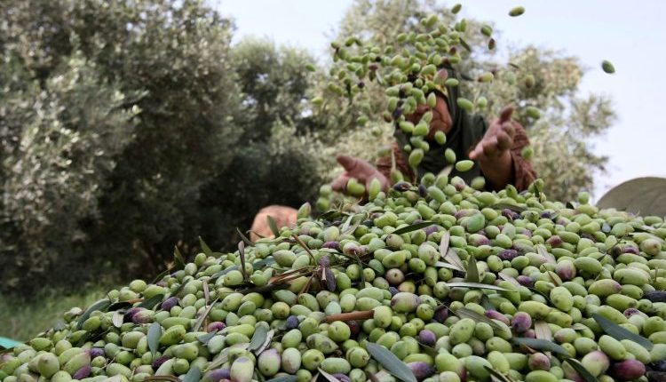 الزيتون في درعا يفقد أكثر من نصف قيمته.. وفرة المحصول تصطدم بالكساد وارتفاع كلفة الإنتاج