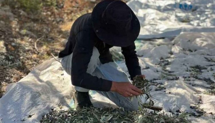 تعرف على أجور عمال قطاف الزيتون في طرطوس لموسم 2026، وتفاصيل أجور “النابور” و”اللاقوط”، وتوقعات إنتاج الزيتون والمساحات المزروعة