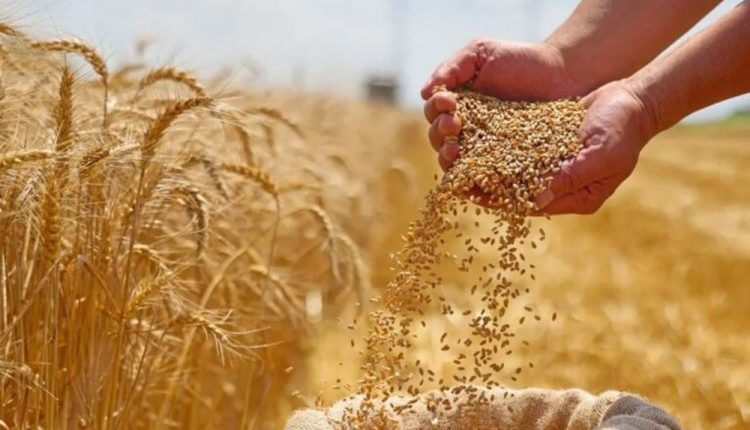 بذار القمح في سوريا.. مخزون للموسم وكلفة متصاعدة تكشف ضعف المنظومة الزراعية