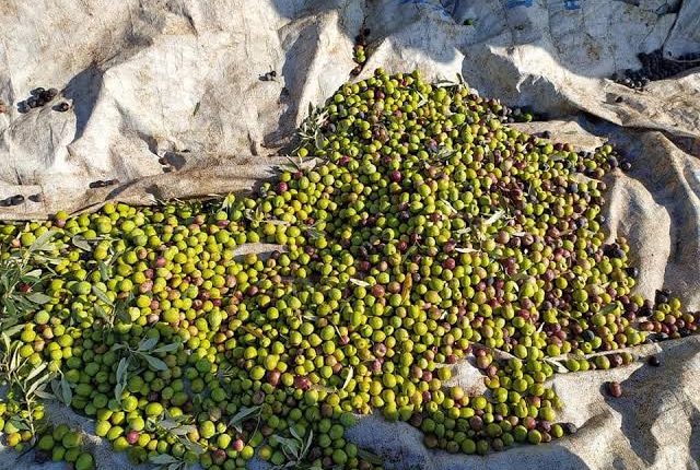 معاصر الزيتون في طرطوس أمام شروط جديدة.. موسم وفير يصطدم بتعقيدات الترخيص