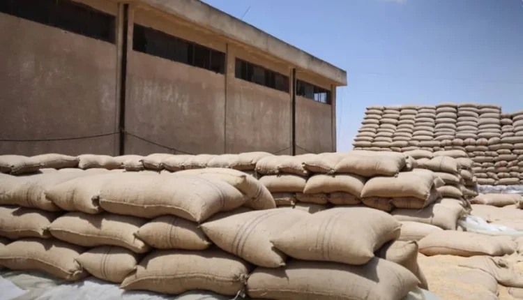 مستحقات القمح في سوريا بالتقسيط.. تأخر الصرف يدفع الفلاحين إلى بيع محاصيلهم بخسارة