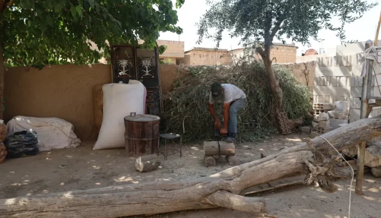 غلاء المازوت يدفع أسر الجزيرة السورية إلى قطع الأشجار استعدادًا للشتاء